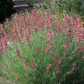 Sunset Hyssop